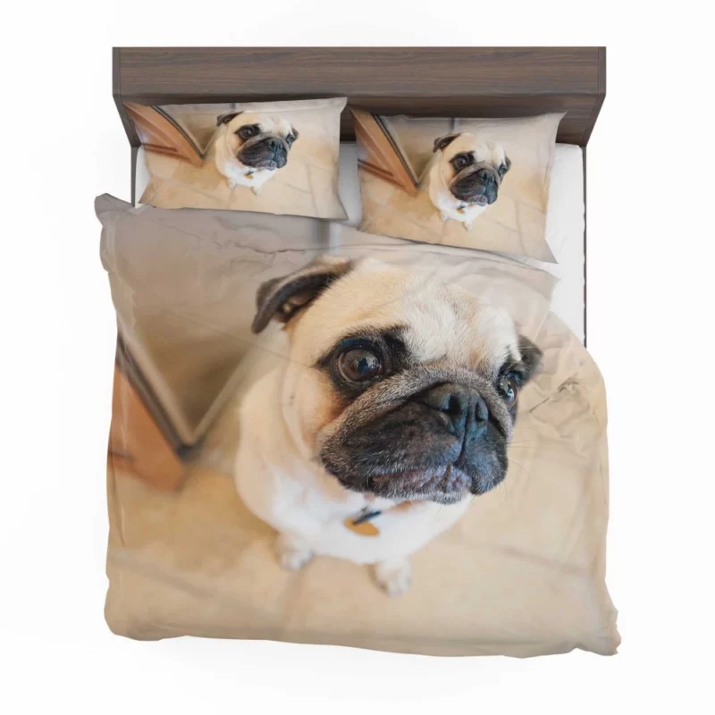 Expressive Play Pug Adorable Antics Bedding Set 1