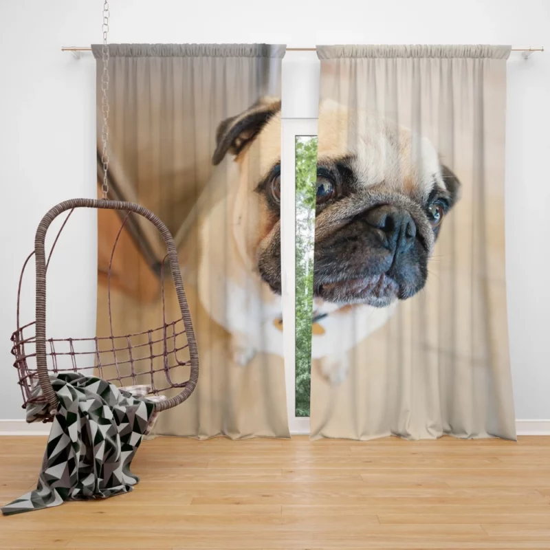 Expressive Play Pug Adorable Antics Curtain