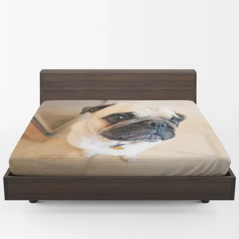 Expressive Play Pug Adorable Antics Fitted Sheet