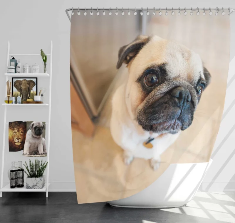 Expressive Play Pug Adorable Antics Shower Curtain