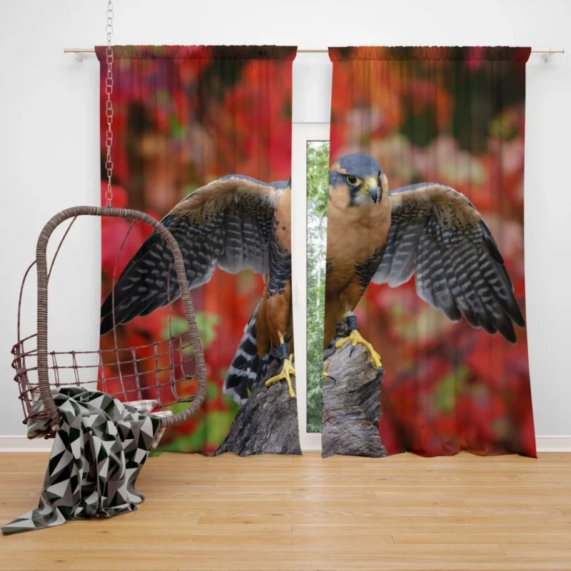 Falcon Aerial Prowess Hunter Flight Curtain