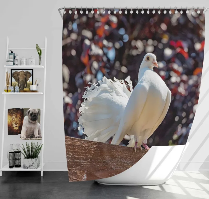 Fantail Pigeon Graceful Stance Feathered Wonder Shower Curtain