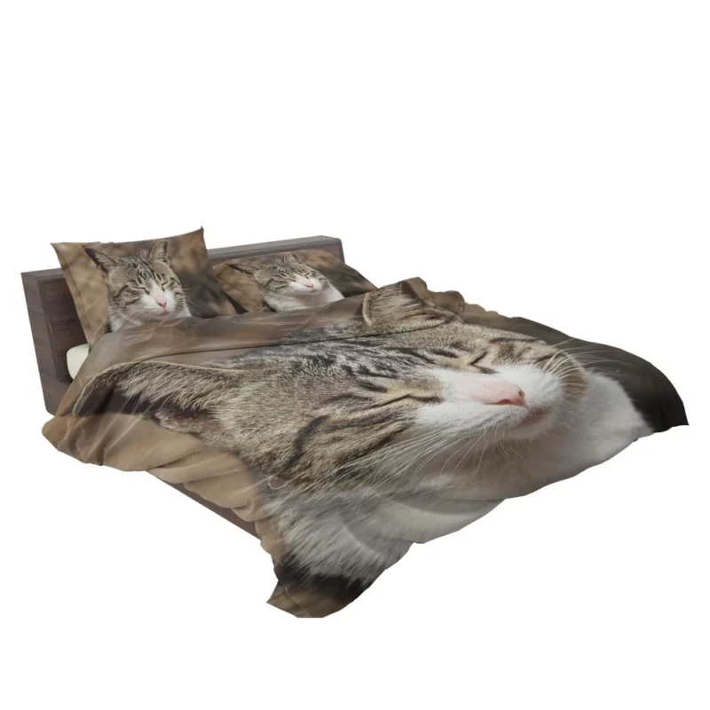 Feline Adventure Curious Cat Whiskers Bedding Set 2