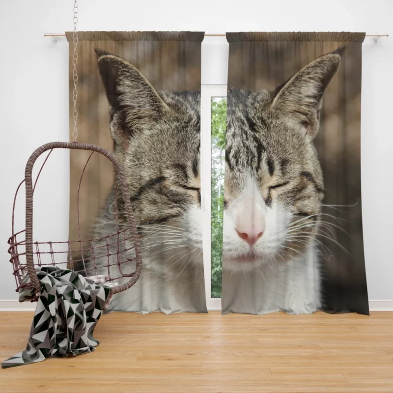 Feline Adventure Curious Cat Whiskers Curtain