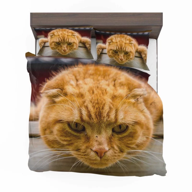 Feline Fascination Cat Mysterious Gaze Bedding Set 1