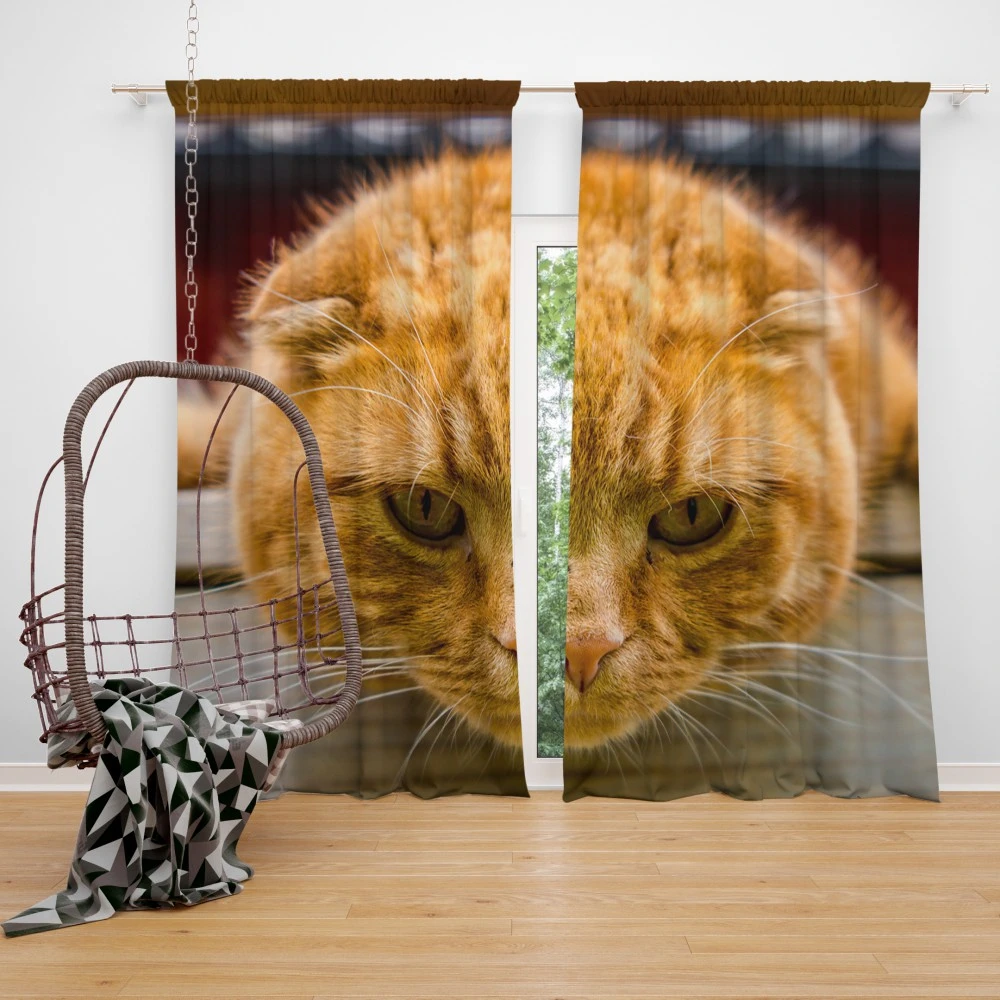 Feline Fascination Cat Mysterious Gaze Curtain