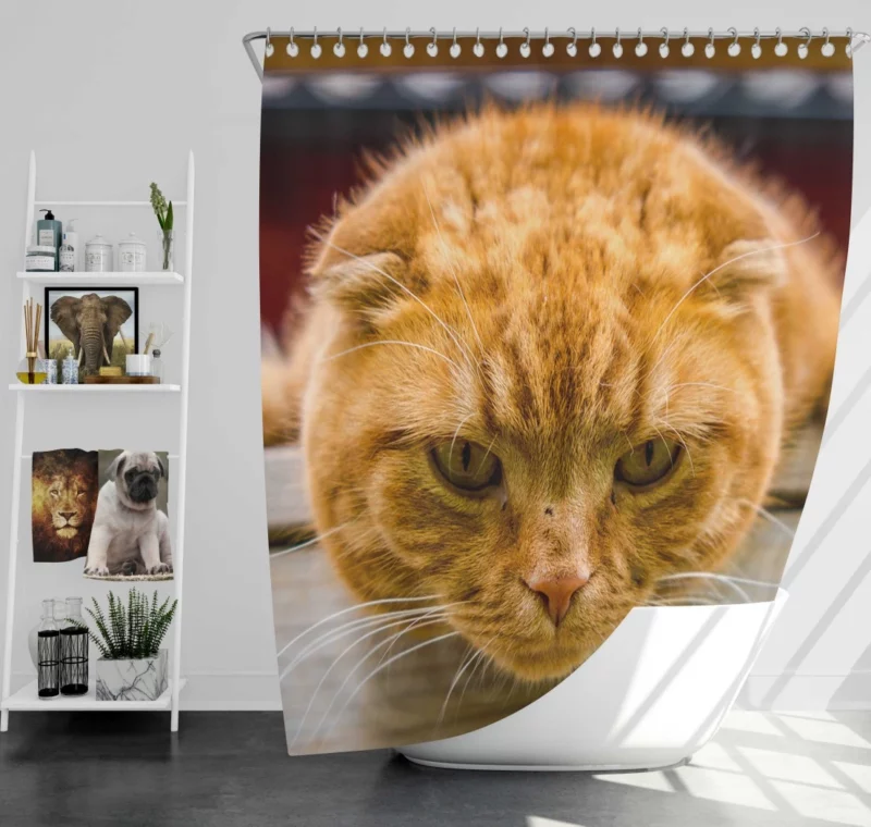 Feline Fascination Cat Mysterious Gaze Shower Curtain