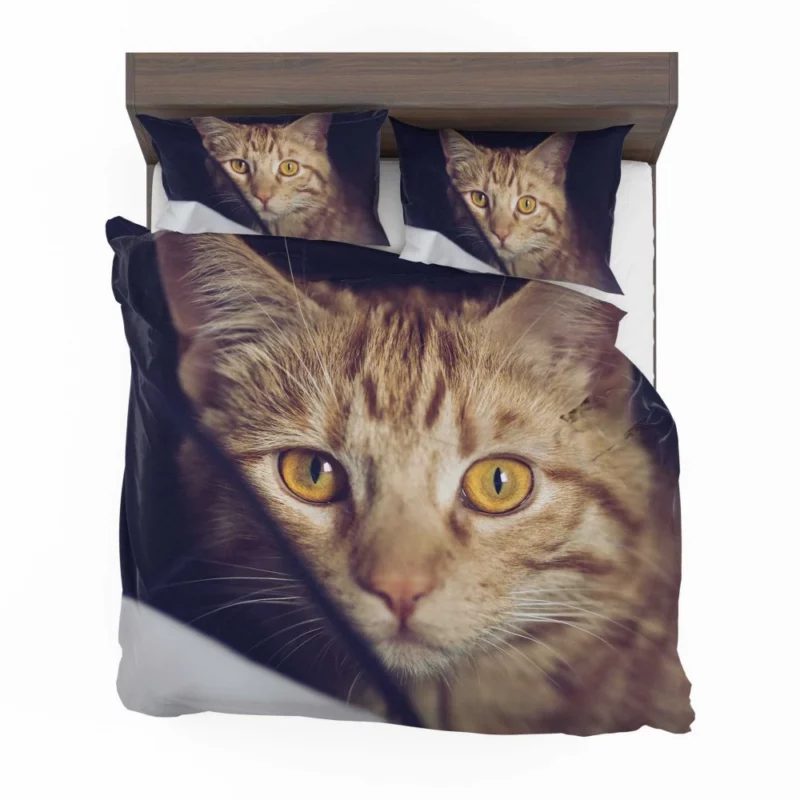 Feline Fascination Cat Mysterious Stare Bedding Set 1