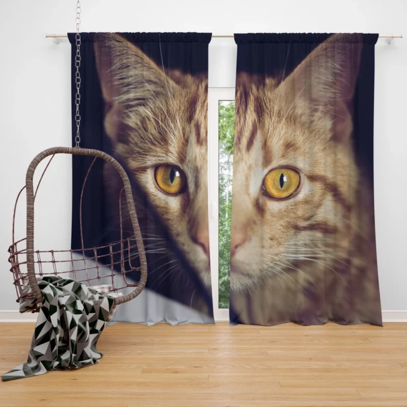 Feline Fascination Cat Mysterious Stare Curtain