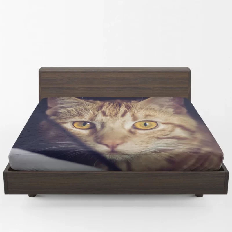 Feline Fascination Cat Mysterious Stare Fitted Sheet