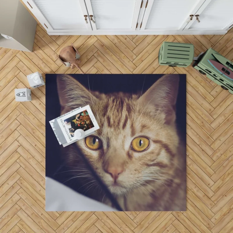 Feline Fascination Cat Mysterious Stare Rug