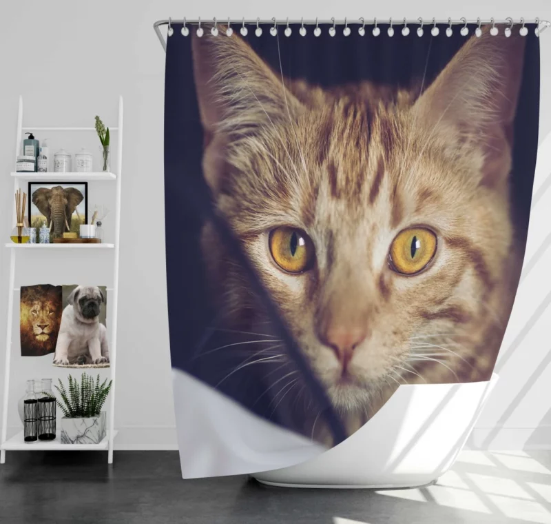 Feline Fascination Cat Mysterious Stare Shower Curtain