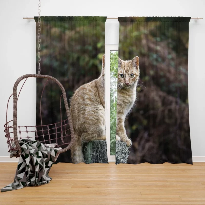 Feline Gaze in Depth Enigmatic Presence Curtain