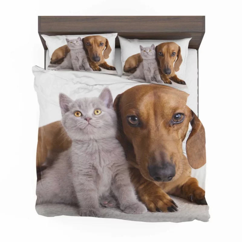 Feline and Canine Friends Playful Camaraderie Bedding Set 1