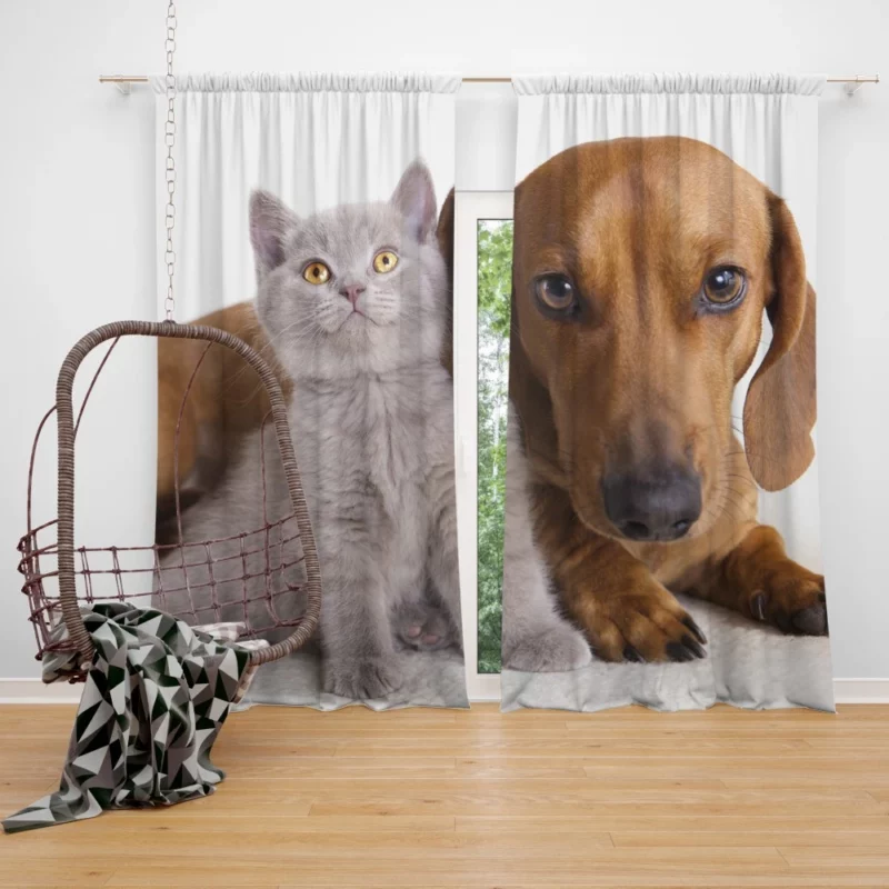 Feline and Canine Friends Playful Camaraderie Curtain