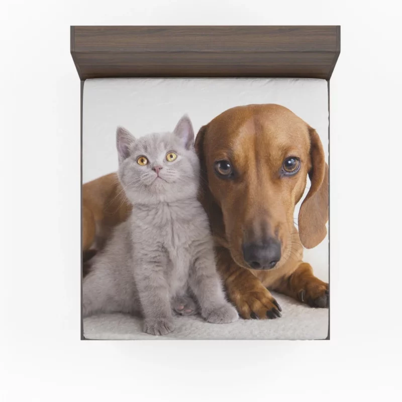 Feline and Canine Friends Playful Camaraderie Fitted Sheet 1