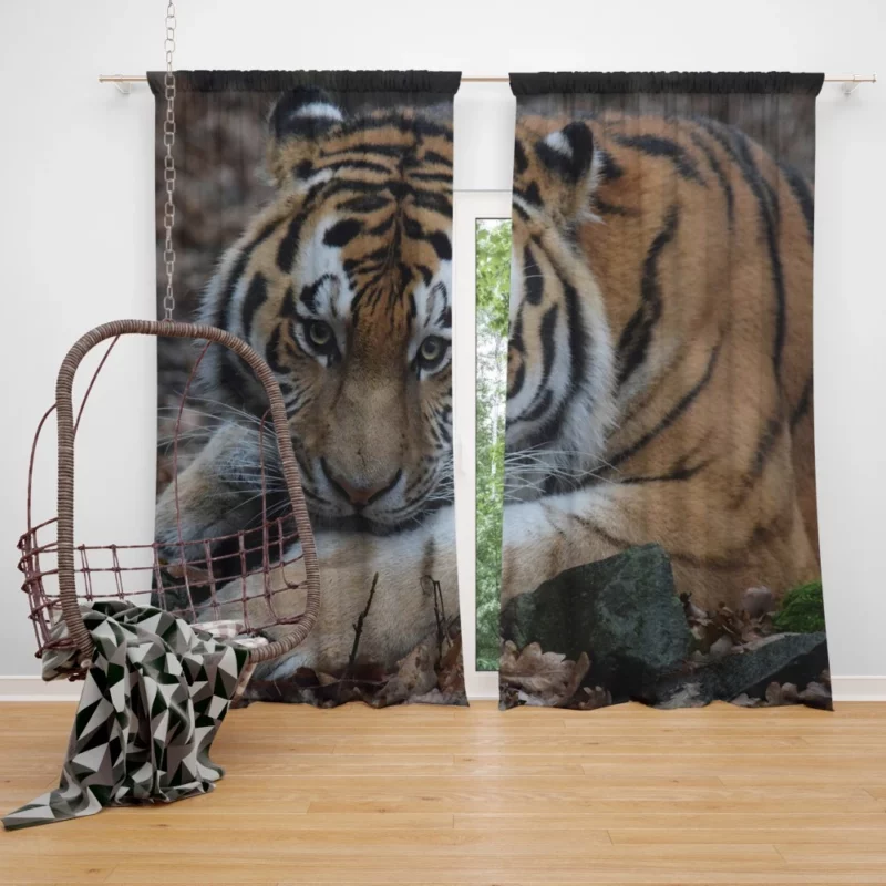 Fierce Grace Tiger Magnificent Curtain