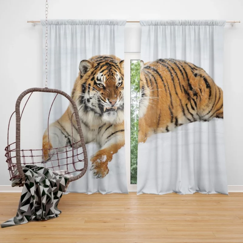 Fierce Grace Tiger Majesty Curtain