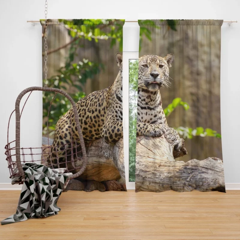 Fierce Leopard Wild Curtain