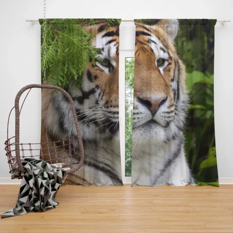 Fierce Tiger Captivating Gaze Curtain