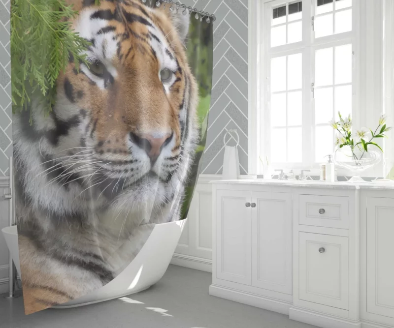 Fierce Tiger Captivating Gaze Shower Curtain 1