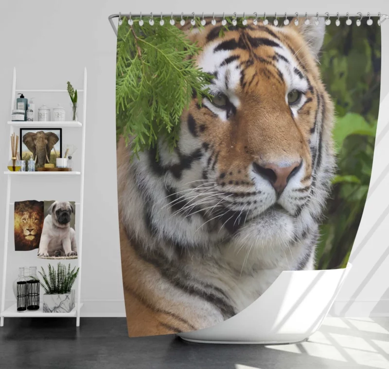 Fierce Tiger Captivating Gaze Shower Curtain