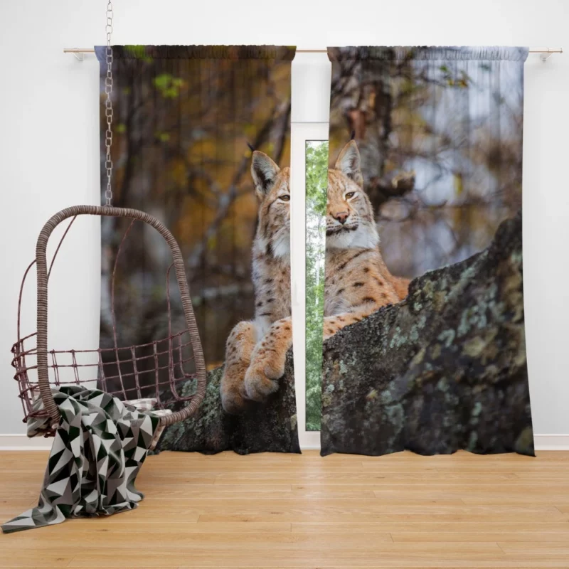 Fierce Wilderness Lynx Power Curtain