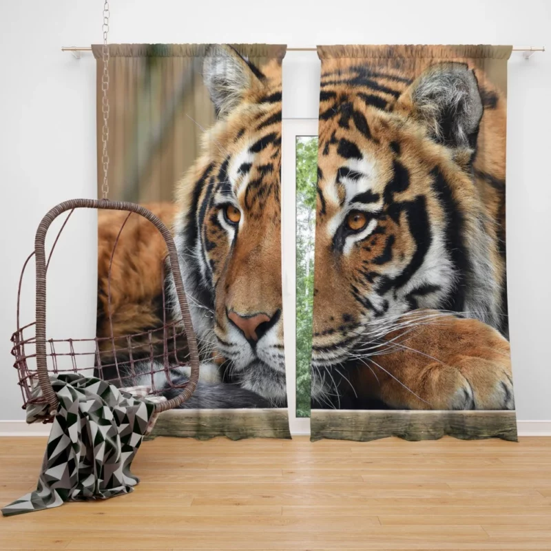 Fierce Wilderness Tiger Dominance Curtain