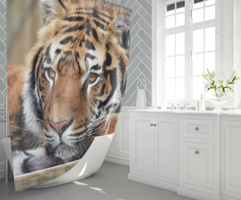 Fierce Wilderness Tiger Dominance Shower Curtain 1