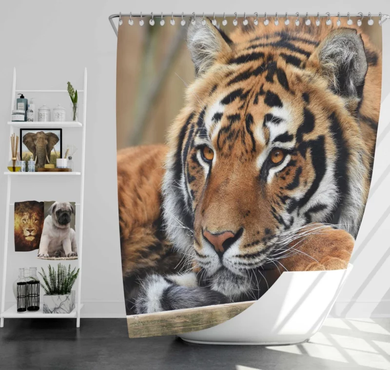 Fierce Wilderness Tiger Dominance Shower Curtain