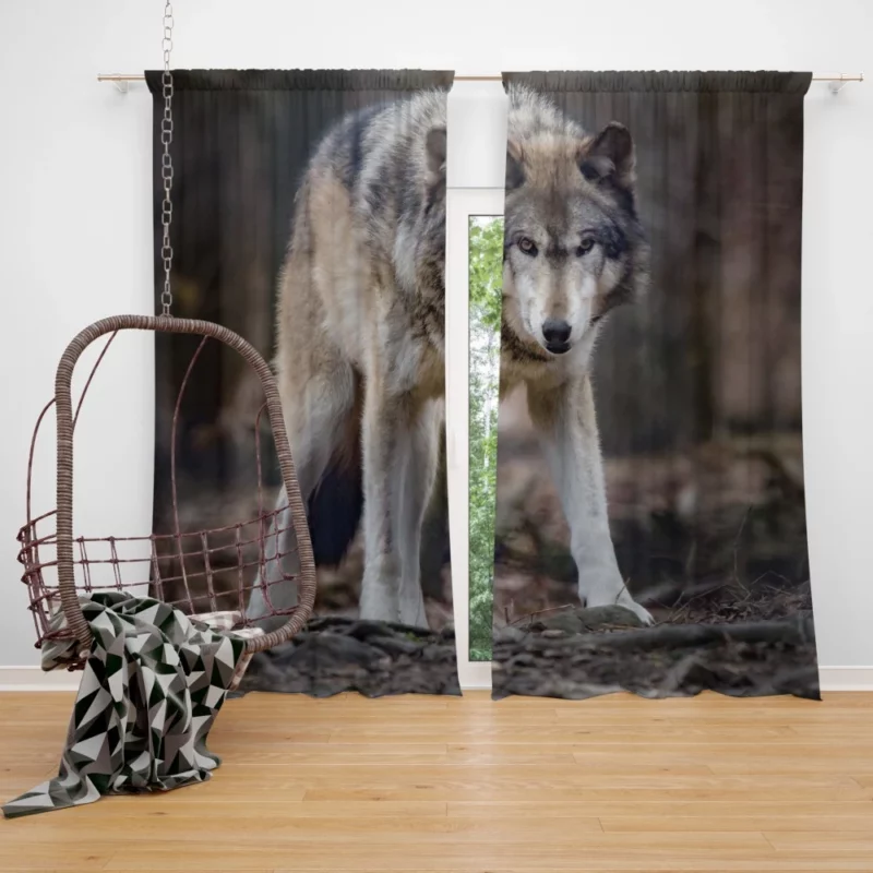 Fierce Wolf Gaze Untamed Majesty Curtain