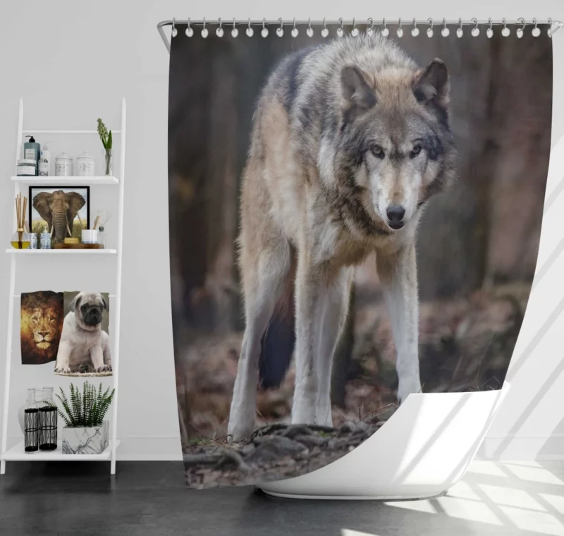 Fierce Wolf Gaze Untamed Majesty Shower Curtain