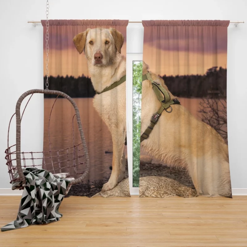 Fluffy Golden Retriever by the Lake Curtain