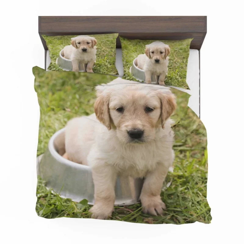 Fluffy Golden Retriever in Dish Bedding Set 1