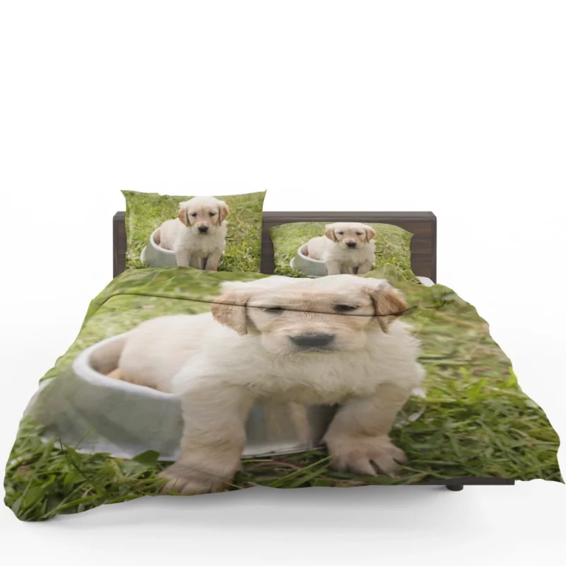 Fluffy Golden Retriever in Dish Bedding Set