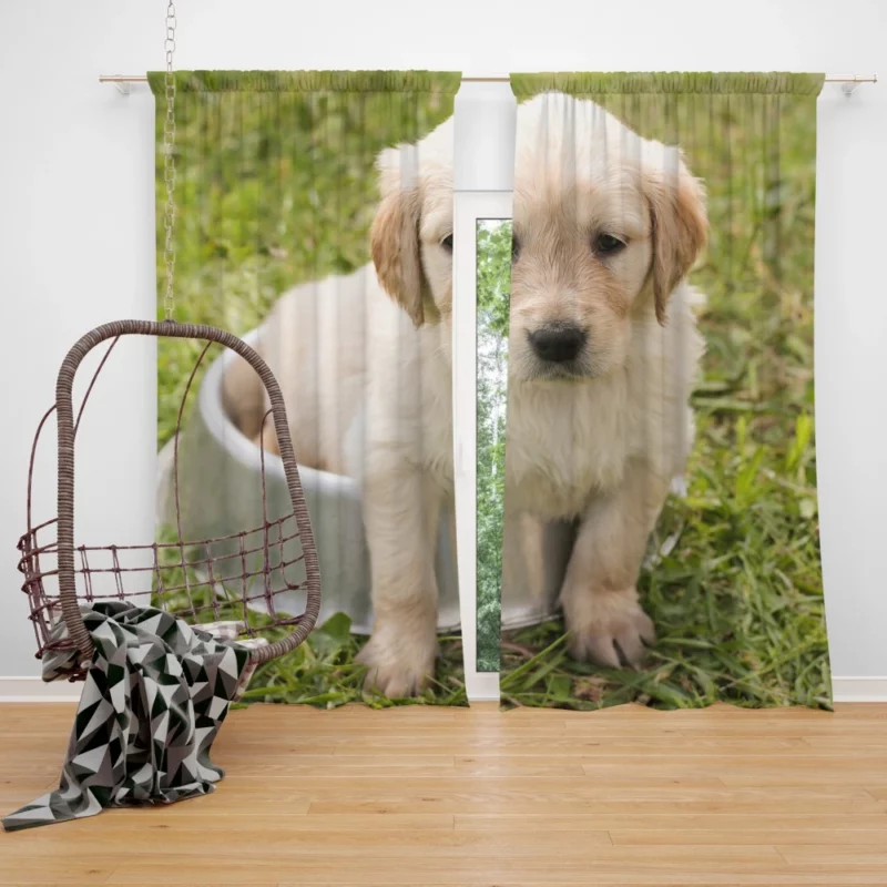 Fluffy Golden Retriever in Dish Curtain