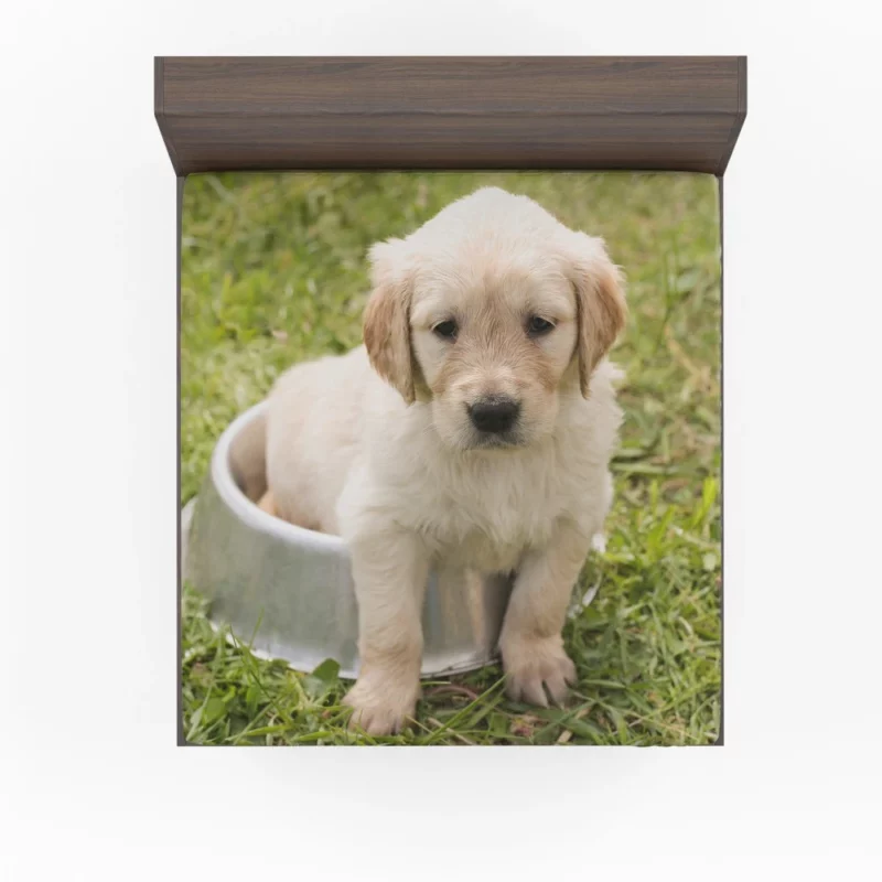 Fluffy Golden Retriever in Dish Fitted Sheet 1