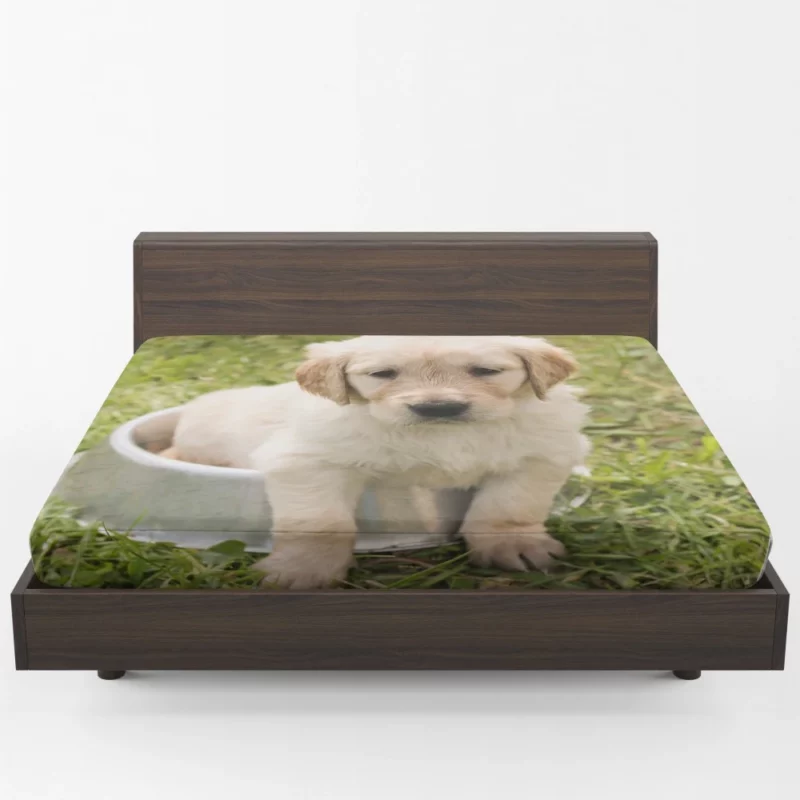 Fluffy Golden Retriever in Dish Fitted Sheet