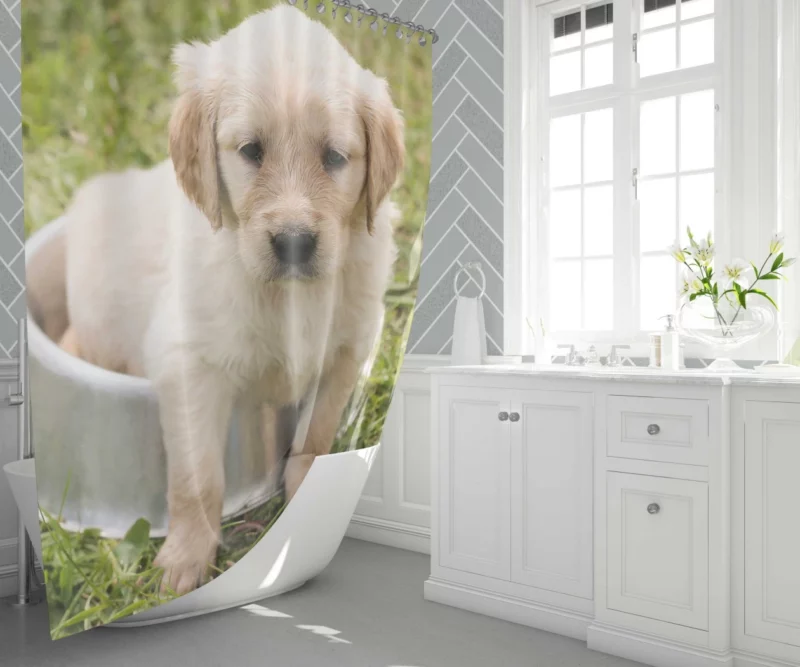 Fluffy Golden Retriever in Dish Shower Curtain 1