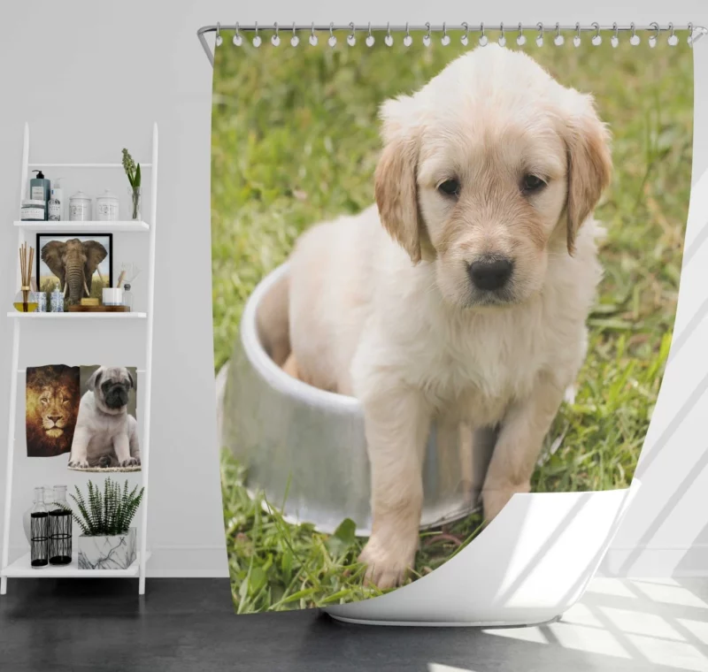 Fluffy Golden Retriever in Dish Shower Curtain