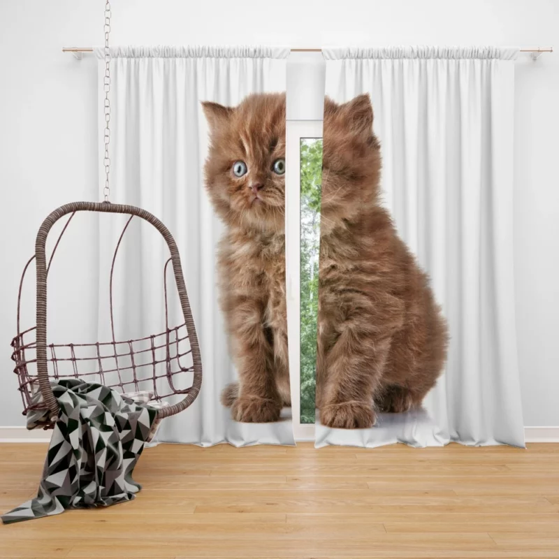 Fluffy Kitten Sweet Playfulness Curtain