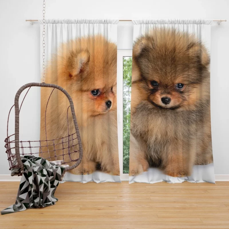 Fluffy Spitz Puppies Furry Delight Curtain