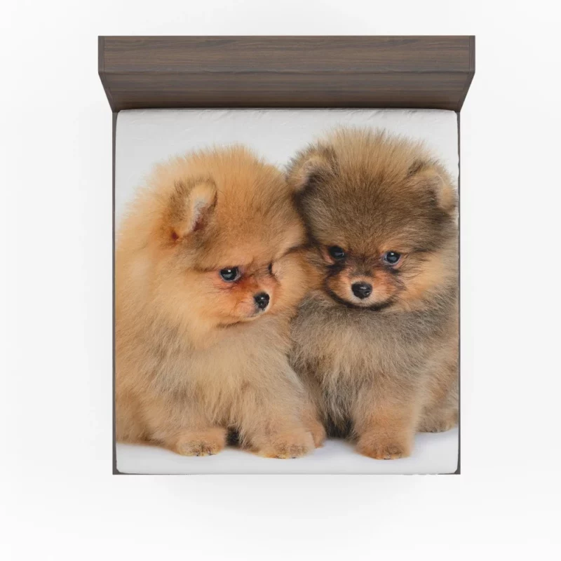 Fluffy Spitz Puppies Furry Delight Fitted Sheet 1