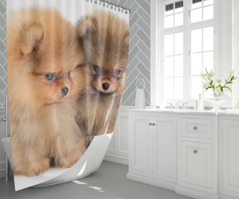 Fluffy Spitz Puppies Furry Delight Shower Curtain 1