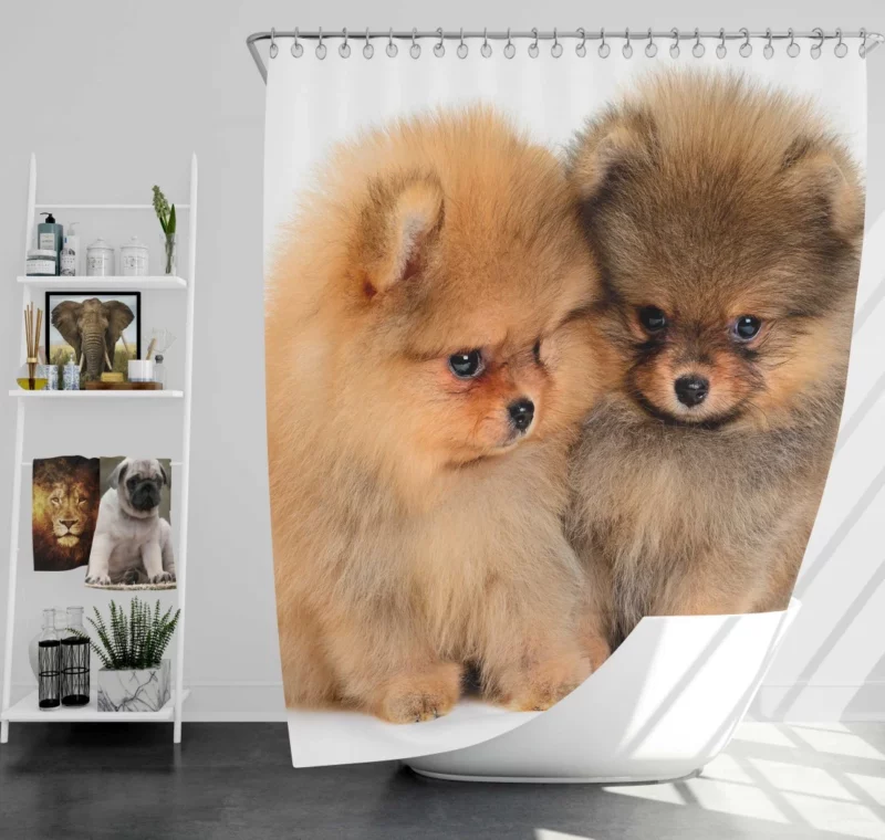 Fluffy Spitz Puppies Furry Delight Shower Curtain