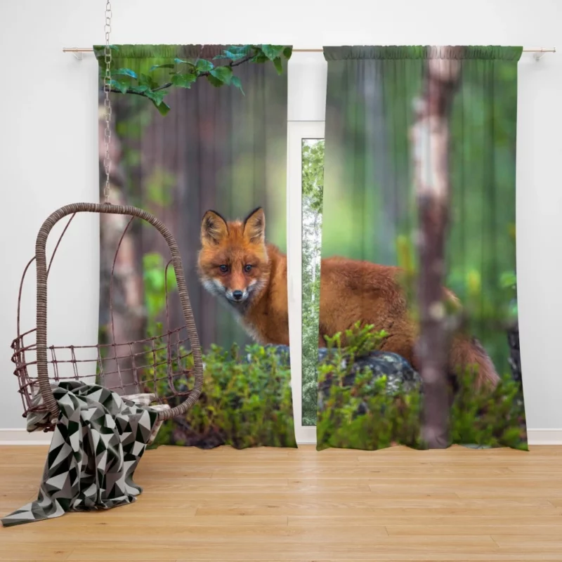 Forest Fox Mysterious Charm Natural Beauty Curtain