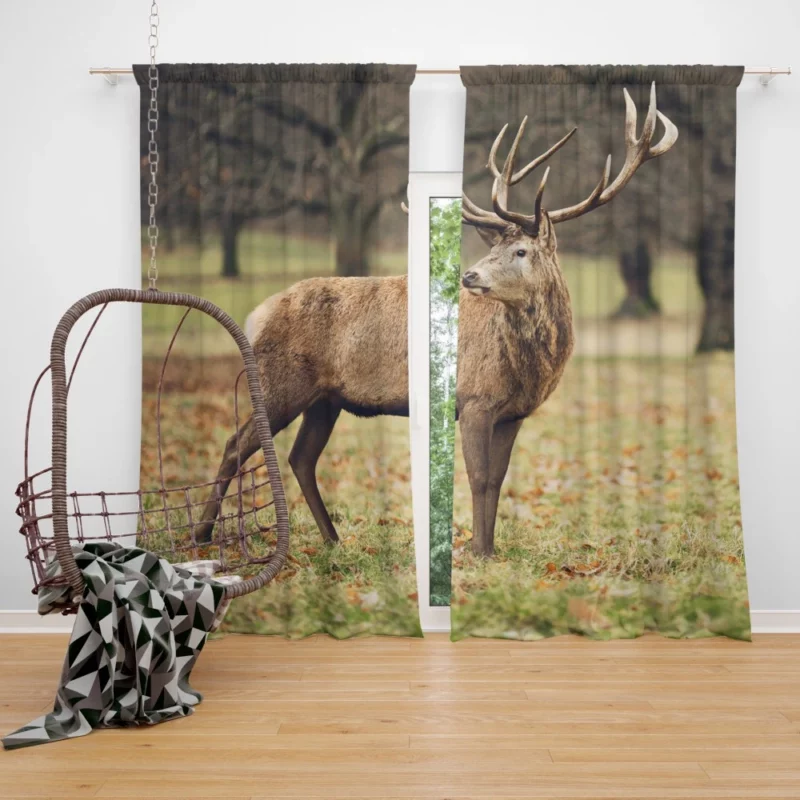 Forest Presence Majestic Deer Curtain