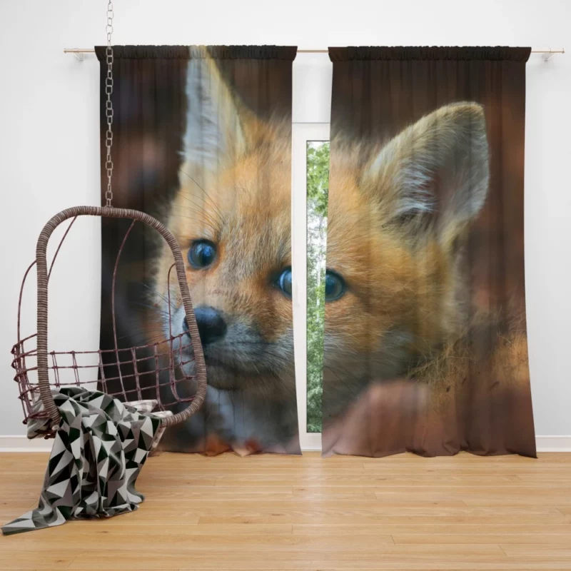 Fox Cub Wonder Curtain