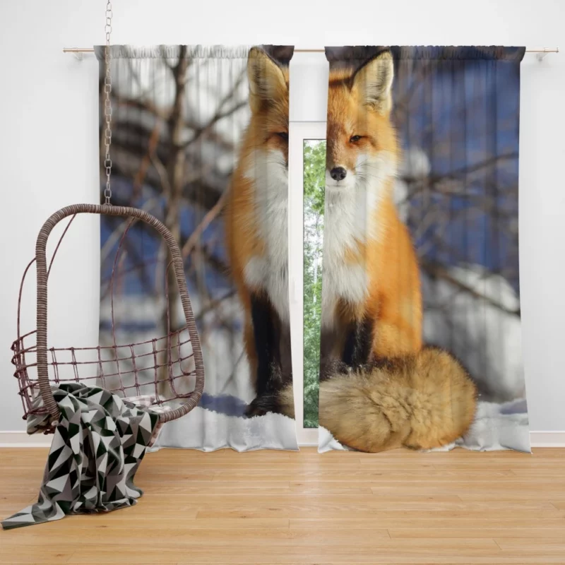 Fox Enigmatic Stare Wilderness Gaze Curtain