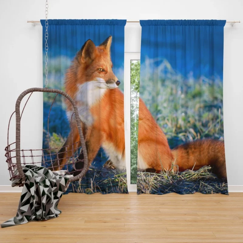 Fox Intense Stare Furry Fascination Curtain